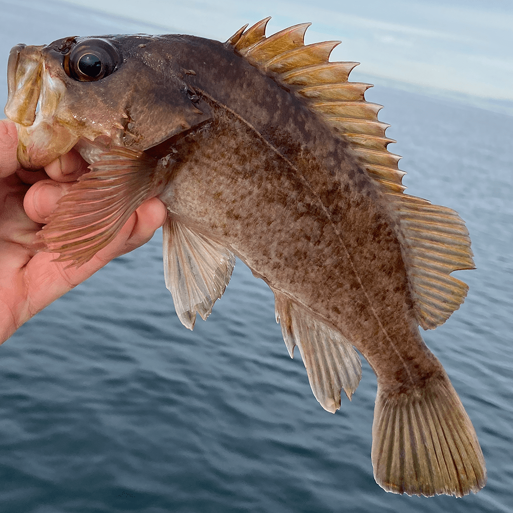 Rockfish, Kelp Peeling Line